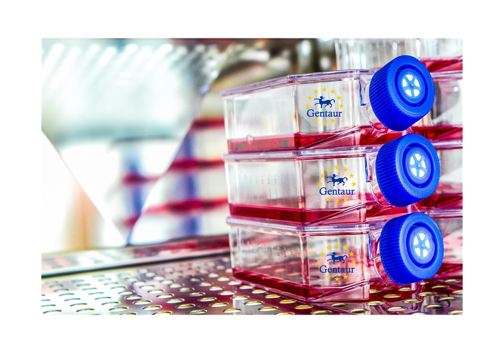 Primary AEC Cell, Dog