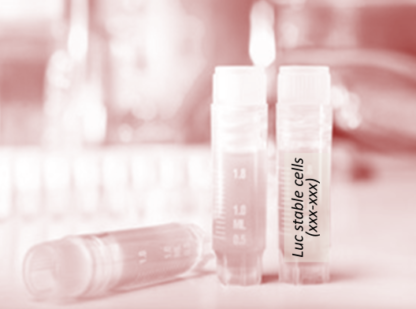 [SK-AKTIIV-225] Luciferase-Labeled TM3 Cells (TM3 + LUC)