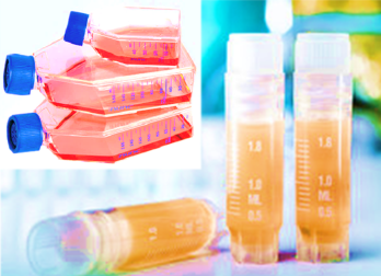 [SK-AKTIIV-241] Luciferase-Labeled Rat Glioma Cells (C6+LUC)