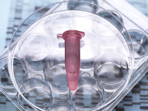 [GEN-BXP2100-GAS] pHTS-hygro-GAS